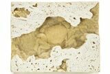 Fossil Crab (Potamon) Preserved in Travertine - Turkey #230628-1